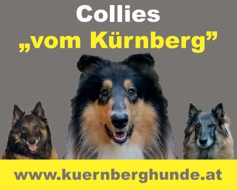 Collies "vom Kürnberg"